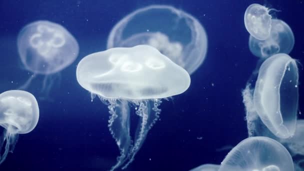 Jellyfish Underwater Footage with glowing medusas moving around — Stok Video