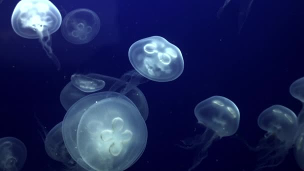 Méduses sous-marines avec méduses rougeoyantes se déplaçant autour — Video