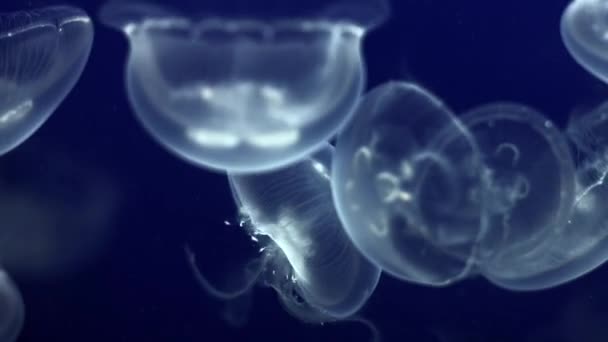 Medusas bajo el agua Imágenes con medusas brillantes moviéndose — Vídeo de stock