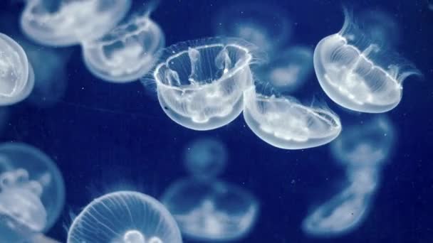 Medusas bajo el agua Imágenes con medusas brillantes moviéndose — Vídeo de stock