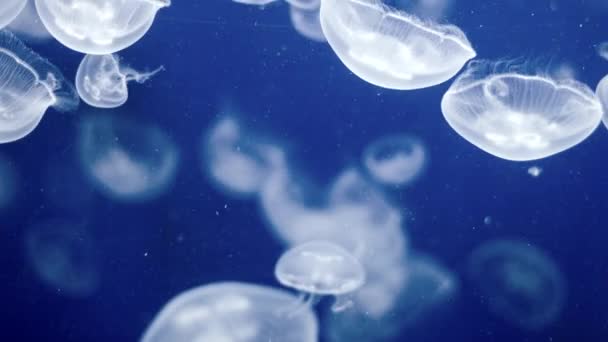 Jellyfish Underwater Footage with glowing medusas moving around — Stock Video