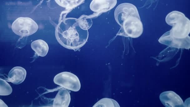 Maneter Undervattensbilder med glödande medusas i rörelse — Stockvideo