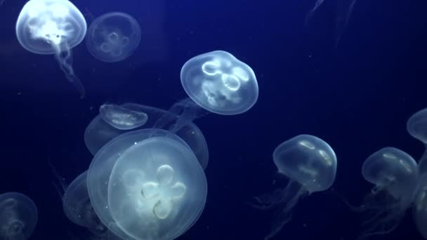 Jellyfish Underwater Footage with glowing medusas moving around — Stock Video