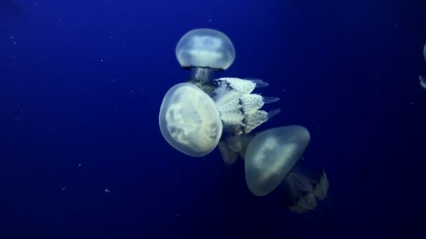 Méduses sous-marines avec méduses rougeoyantes se déplaçant autour — Video