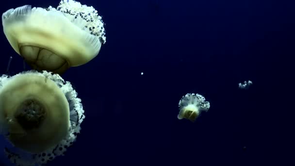 Medusas bajo el agua Imágenes con medusas brillantes moviéndose — Vídeo de stock