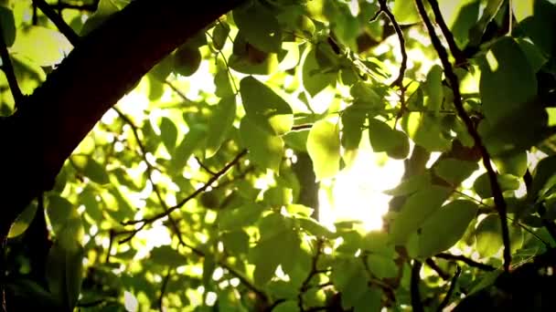 Λαμπερά φώτα κάτω από το μεγάλο δέντρο με τον αέρα που φυσά — Αρχείο Βίντεο