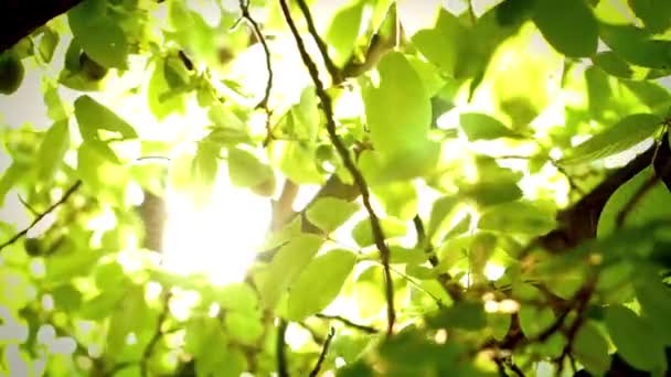 Luzes brilhantes sob grande árvore com o vento soprando — Vídeo de Stock