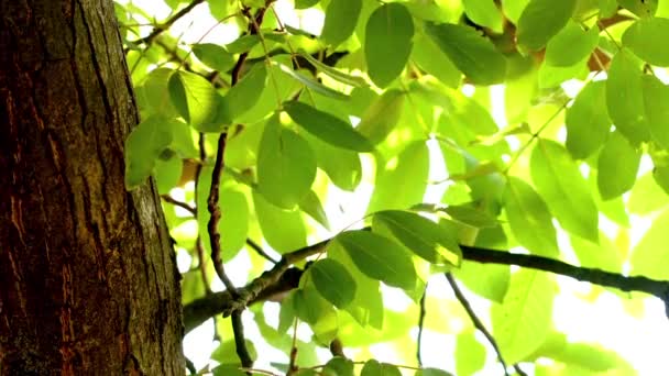 Luci luminose sotto un grande albero con il vento che soffia — Video Stock