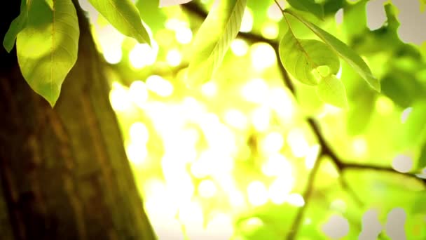 Felle lichten onder grote boom met de wind waait — Stockvideo