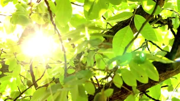 Starkt ljus under stora träd med vinden blåser — Stockvideo