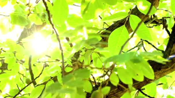 Luces brillantes bajo un gran árbol con el viento soplando — Vídeos de Stock
