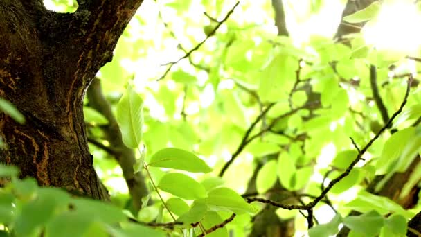 Luces brillantes bajo un gran árbol con el viento soplando — Vídeo de stock