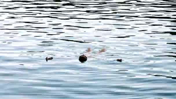 Mujer en el agua nadando — Vídeo de stock