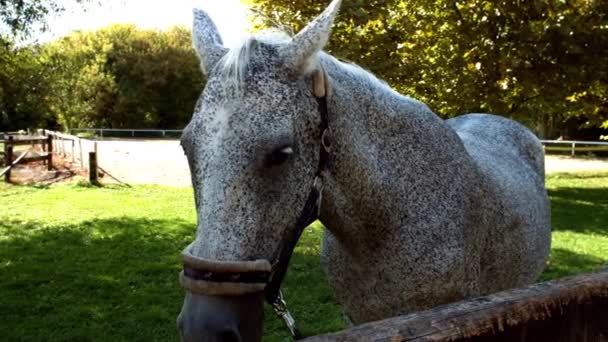 Серебряный конь — стоковое видео