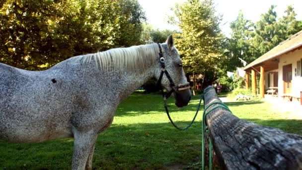 Primer plano caballo de plata — Vídeos de Stock