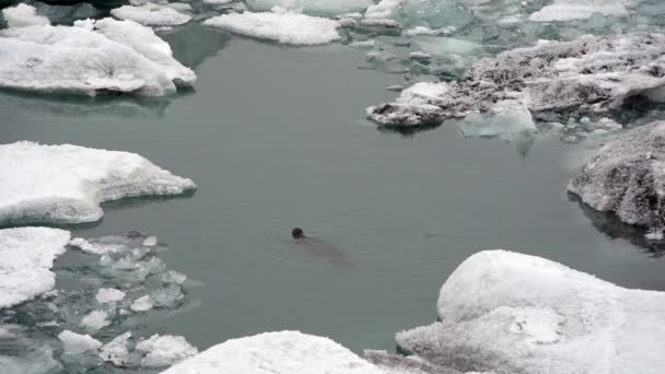 Icebergs bleus flottant — Video