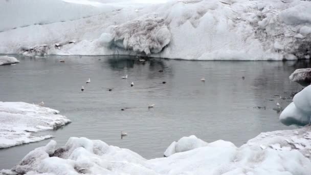 Iceberg blu galleggianti — Video Stock