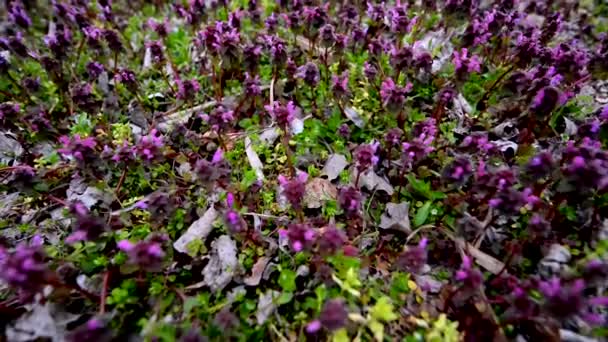 Small purple flowers — Stock Video