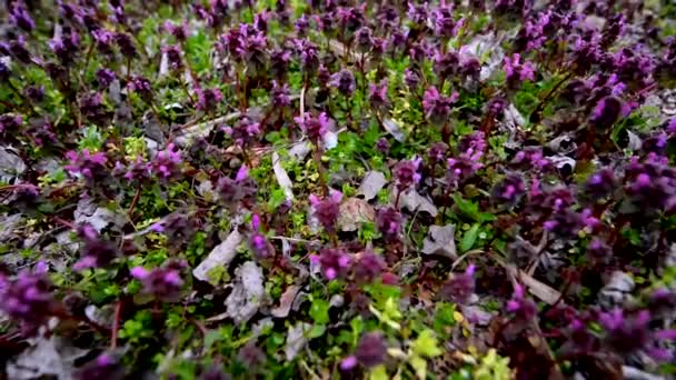 Pequeñas flores moradas — Vídeo de stock