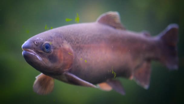 Екзотична риба в акваріумі — стокове відео