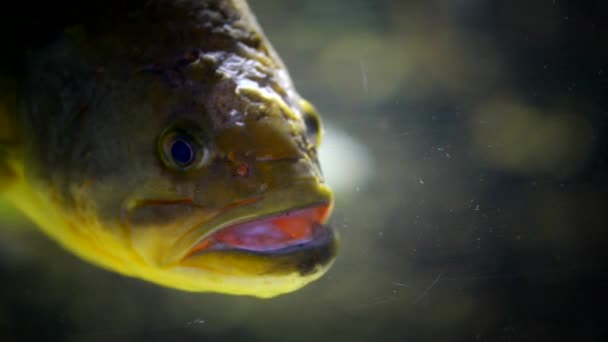 Экзотические рыбы в аквариуме — стоковое видео