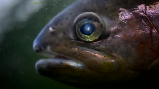 Egzotikus halak az akváriumban — Stock videók