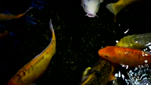 Large amount of fish feeding — Stock Video