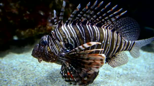 Exotic fish in aquarium — Stock Video