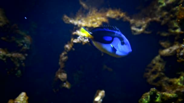 水族館の外来魚 — ストック動画