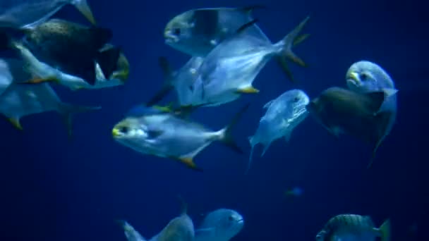 Gran cantidad de alimentación de peces — Vídeos de Stock