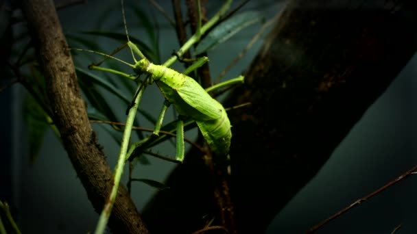 Grande gafanhoto verde — Vídeo de Stock