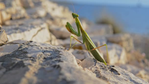 Stora gröna locust — Stockvideo