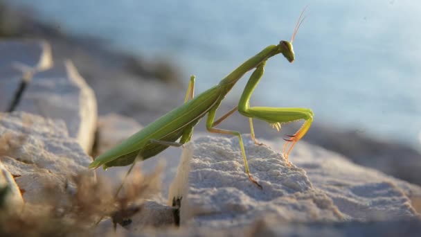 Grande gafanhoto verde — Vídeo de Stock