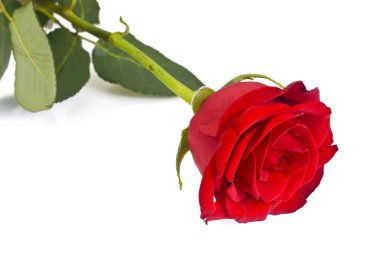 Güzel kırmızı gül izole üzerinde beyaz çiçek