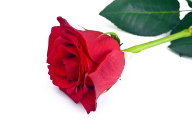 Güzel kırmızı gül izole üzerinde beyaz çiçek