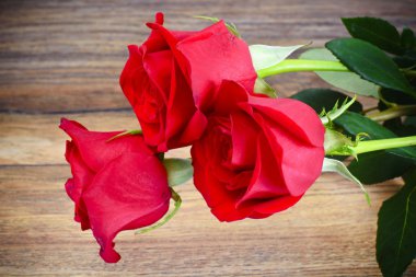 Güzel kırmızı gül çiçek ahşap üzerine