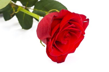 Güzel kırmızı gül izole üzerinde beyaz çiçek