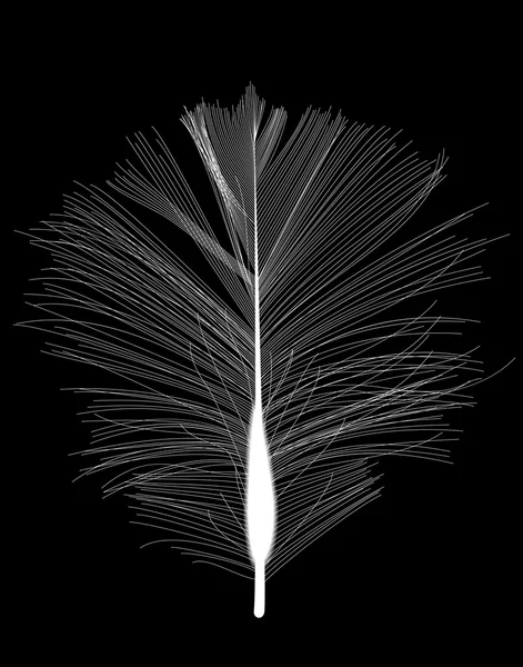 Beyaz kuş tüyü siyah arka plan üzerine çizilmiş. Vektör Illustratio