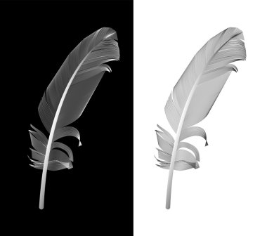 Siyah ve beyaz kuş tüyü vektör resimde çizilmiş.