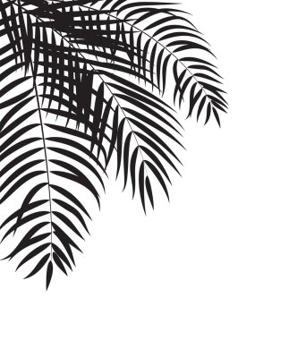 Beautifil palmiye ağacı yaprak siluet arka plan vektör Illustrat