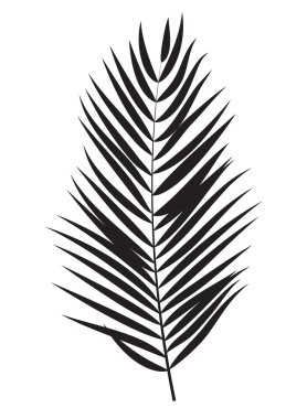 Beyaz arka plan üzerinde izole palmiye ağacı yaprak siluet