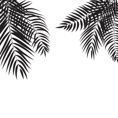 Beautifil palmiye ağacı yaprak siluet arka plan vektör Illustrat