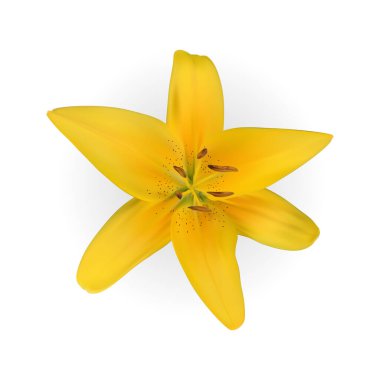 Beyaz arka planda renkli sarı doğal zambak çiçeği. Vektör İllüstrasyonu. EPS10