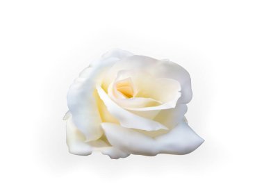 Beyaz arka planda beyaz bir gülün doğal 3 boyutlu görüntüsü. Vektör İllüstrasyonu. EPS10