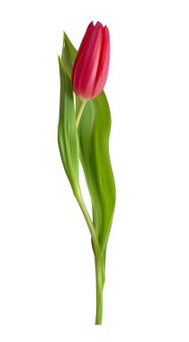 Gerçekçi 3D Lale Çiçeği Beyaz Arkaplanda İzole Edildi. Vektör Illustration EPS10