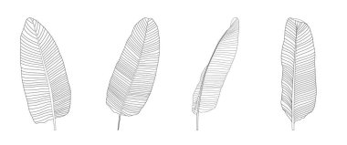 Palm Leaf Koleksiyonu beyaza ayarlandı. Vektör İllüstrasyonu