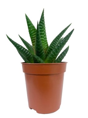 Beyaz tenceredeki sulu bitki..