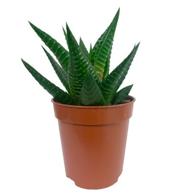 Beyaz tenceredeki sulu bitki..