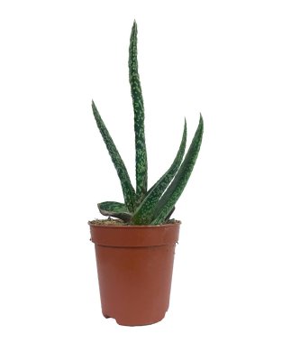 Beyaz tenceredeki sulu bitki..