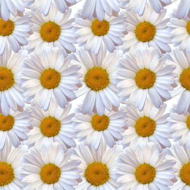 Beyaz papatya papatyası, kusursuz doğal arka plan..